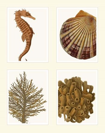 Seahorse coral and shell on 4 Panels by Fab Funky art print