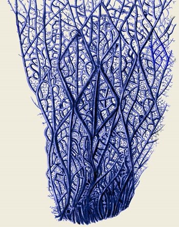 Blue Corals 2 f by Fab Funky art print