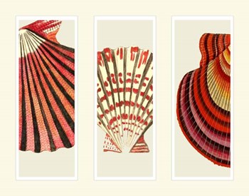 Red and Cream Shells on 3 Panels by Fab Funky art print