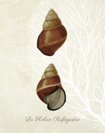 French Shell Print a by Fab Funky art print