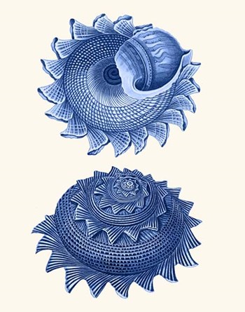 2 Blue Shells b by Fab Funky art print