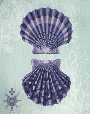 Seashell Collection 2 a by Fab Funky art print