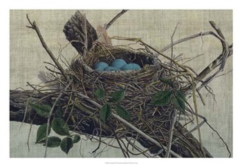 Nesting II by John Butler art print