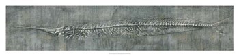 Fossil Imprint II by John Butler art print