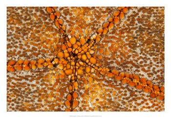 Orange Star - N. Sulawesi, Indonesia by Beverly Factor art print