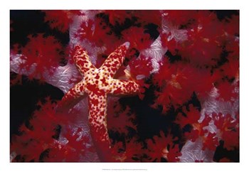 Red Star - Nusa Kode, Indonesia by Beverly Factor art print