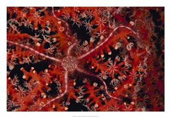 Stars - Indonesia by Beverly Factor art print