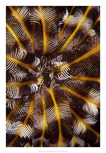 Feather Treasure - N. Sulawesi, Indonesia by Beverly Factor art print