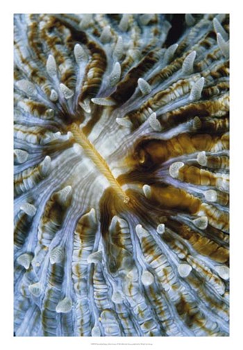 Interlude - Papua New Guinea by Beverly Factor art print