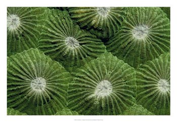 Greenlicious - Thailand by Beverly Factor art print
