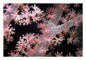 Delicately Pink - Vatu Passage, Fiji by Beverly Factor art print