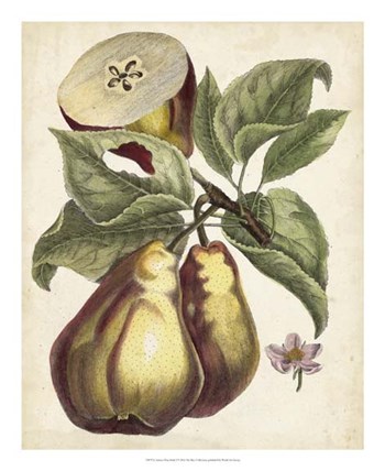 Antique Pear Study I art print