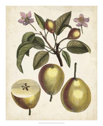 Antique Pear Study III art print