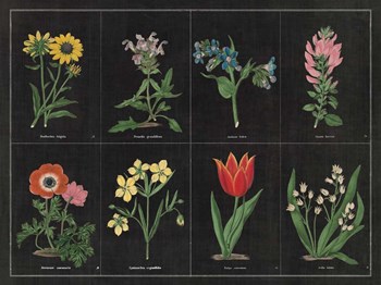 Botanical on Black Chart I by Wild Apple Portfolio art print