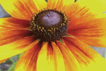 Yellow Flower by John Jones art print