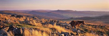 Pony at Staple Tor, Devon, England by Panoramic Images art print