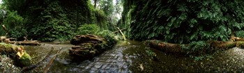 Fern Canyon, Redwood National Park by Panoramic Images art print