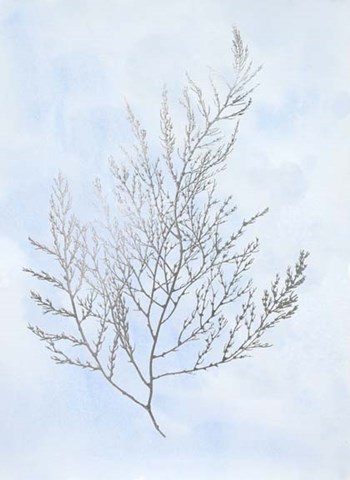 Silver Foil Algae II on Blue - Metallic Foil by Jennifer Goldberger art print
