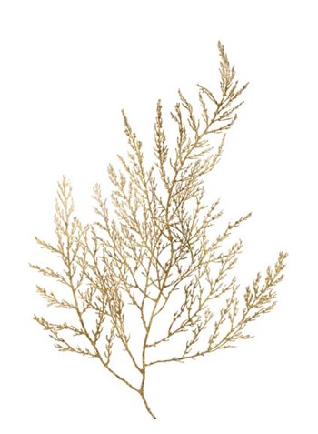 Gold Foil Algae II - Metallic Foil by Jennifer Goldberger art print