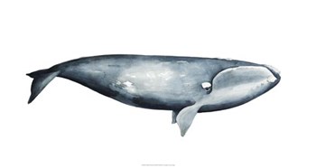 Whale Portrait III by Grace Popp art print
