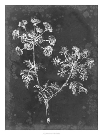 Slate Floral I by Ethan Harper art print