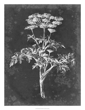 Slate Floral II by Ethan Harper art print