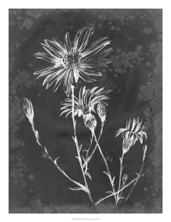 Slate Floral III by Ethan Harper art print