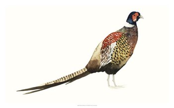 Watercolor Pheasant I by Grace Popp art print