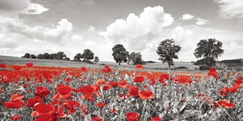 Poppies and Vicias in Meadow, Mecklenburg Lake District, Germany by Frank Krahmer art print