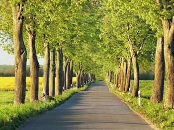 Lime Tree Alley, Mecklenburg Lake District, Germany 1 by Frank Krahmer art print