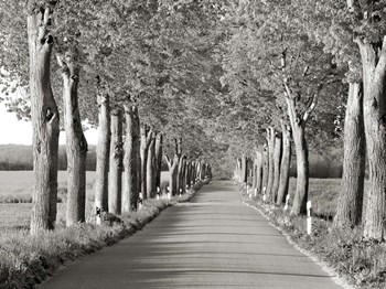 Lime Tree Alley, Mecklenburg Lake District, Germany 2 by Frank Krahmer art print