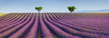 Lavender Field, Provence, France by Frank Krahmer art print
