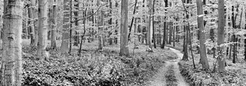 Beech Forest, Germany by Frank Krahmer art print