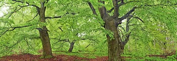 European Beech, Kellerwald, Germany by Frank Krahmer art print