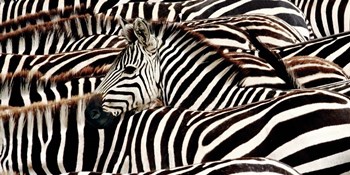 Herd of Zebras by Pangea Images art print