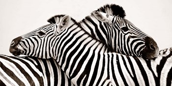 Zebras in Love art print