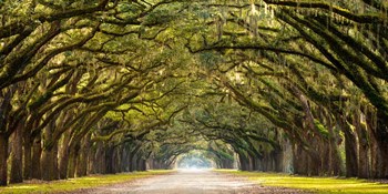 Path Lined with Oak Trees art print