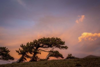 Peaceful Tree by Dan Ballard art print