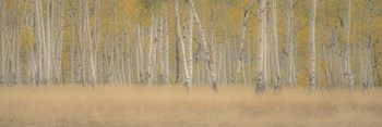 Aspens Panorama by Dan Ballard art print