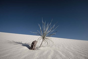 Palm on the Dune by Dan Ballard art print