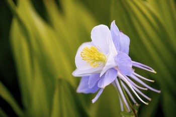 Flower by Dan Ballard art print