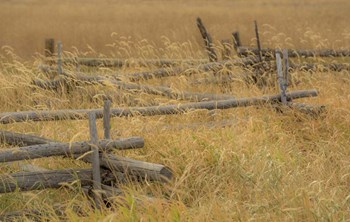Grazing Fence by Dan Ballard art print