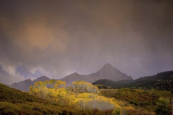 Mountain Aspens by Dan Ballard art print