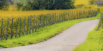 Road along Fields by Dan Ballard art print