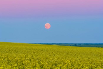 Supermoon rising above a canola field in southern Alberta, Canada by Alan Dyer/Stocktrek Images art print