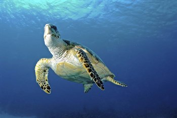 Hawksbill sea turtle ascending, Nassau, The Bahamas by Amanda Nicholls/Stocktrek Images art print
