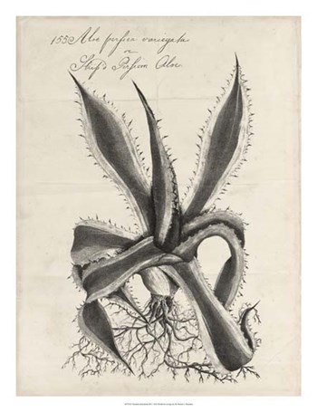 Thornton Succulents III by Robert John Thornton art print