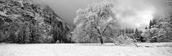 Snow covered oak tree in a valley, Yosemite National Park, California by Panoramic Images art print
