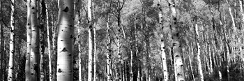 Forest, Grand Teton National Park, Teton County, Wyoming by Panoramic Images art print