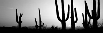 Silhouette of Saguaro cacti, Saguaro National Park, Tucson, Arizona by Panoramic Images art print